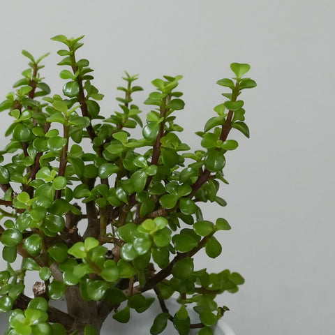 Bonsai Jade (6