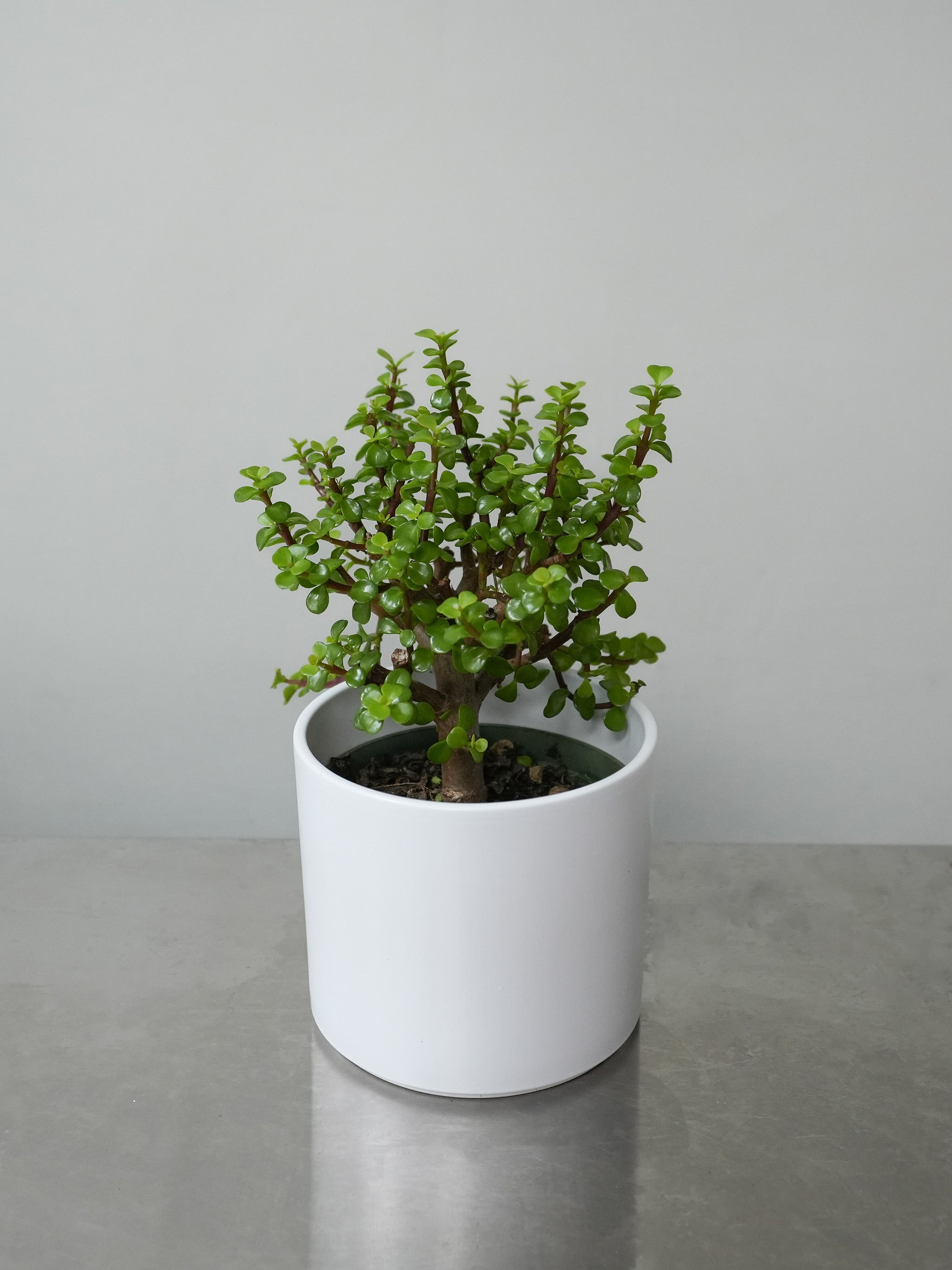 Bonsai Jade (6