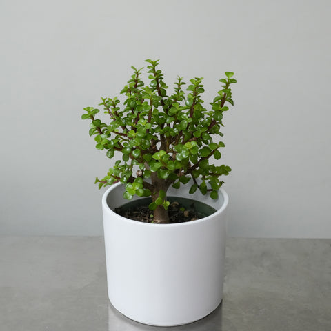Bonsai Jade (6