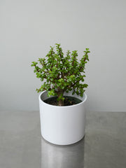 Bonsai Jade (6