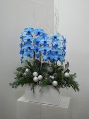 Frosted Blue Orchid