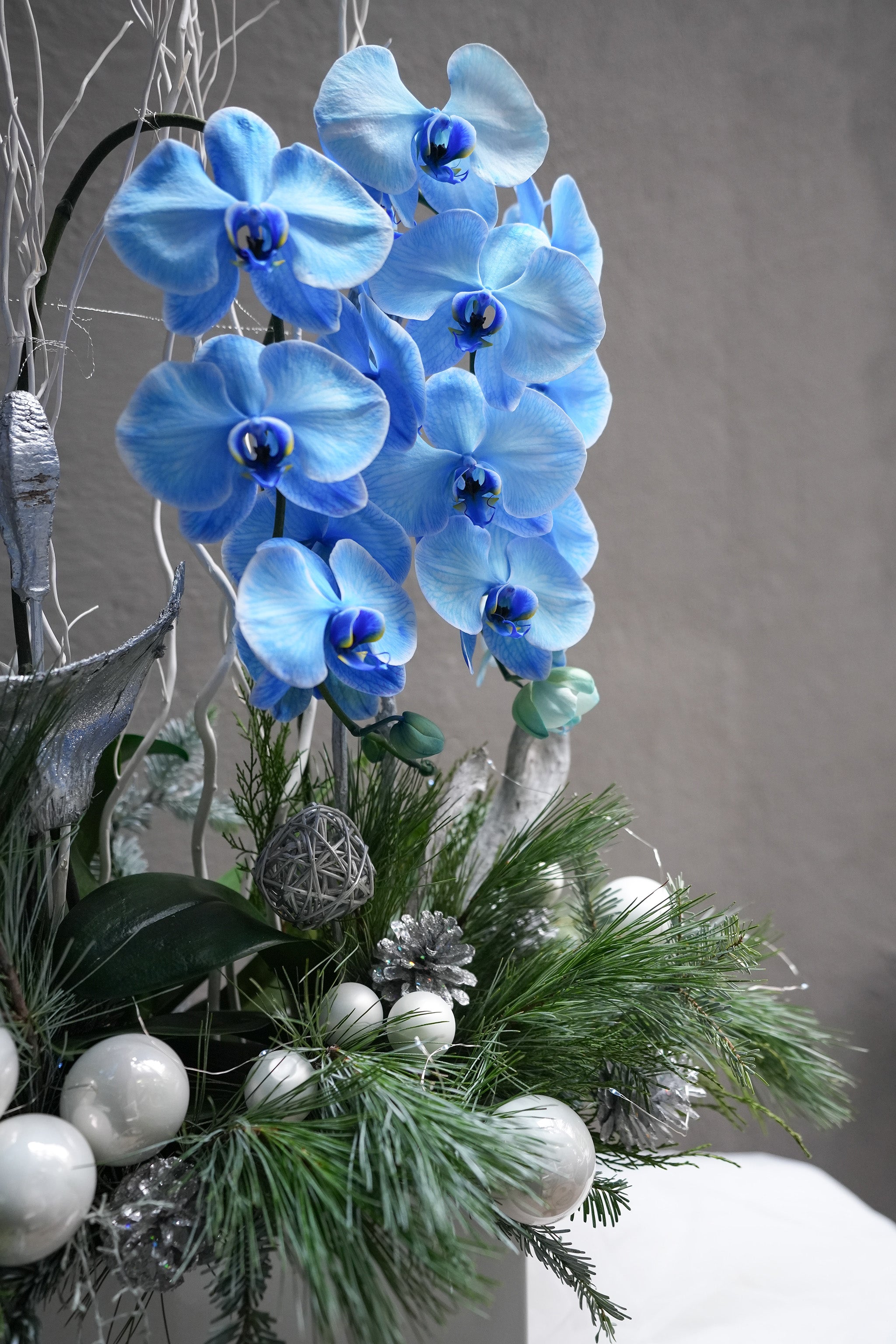 Frosted Blue Orchid
