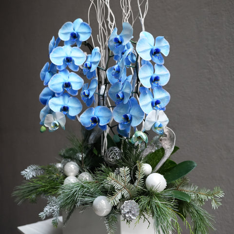 Frosted Blue Orchid
