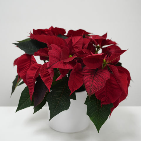 Red Poinsettia (4.5-12