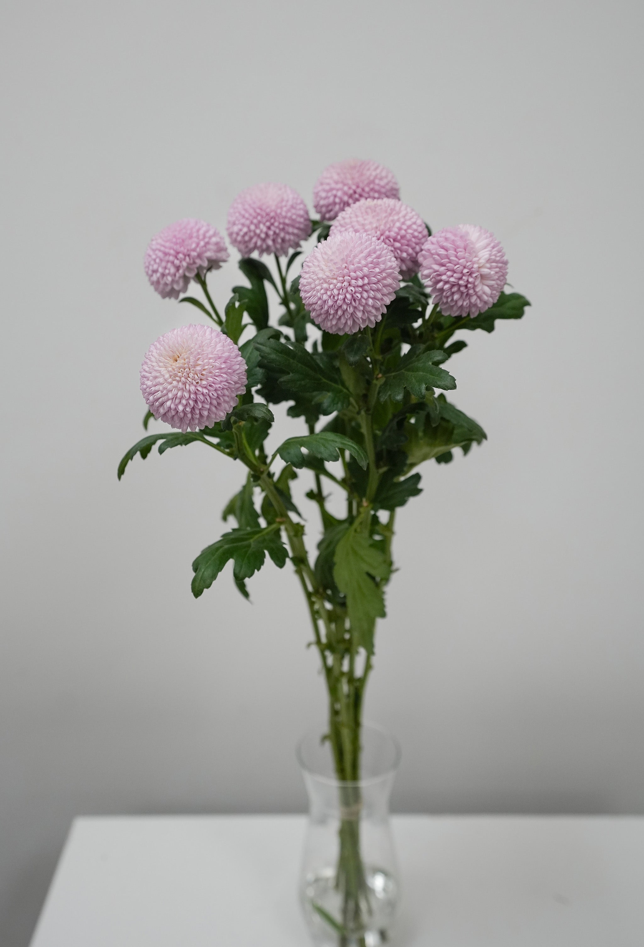 Pom Pom Daisy - Pink