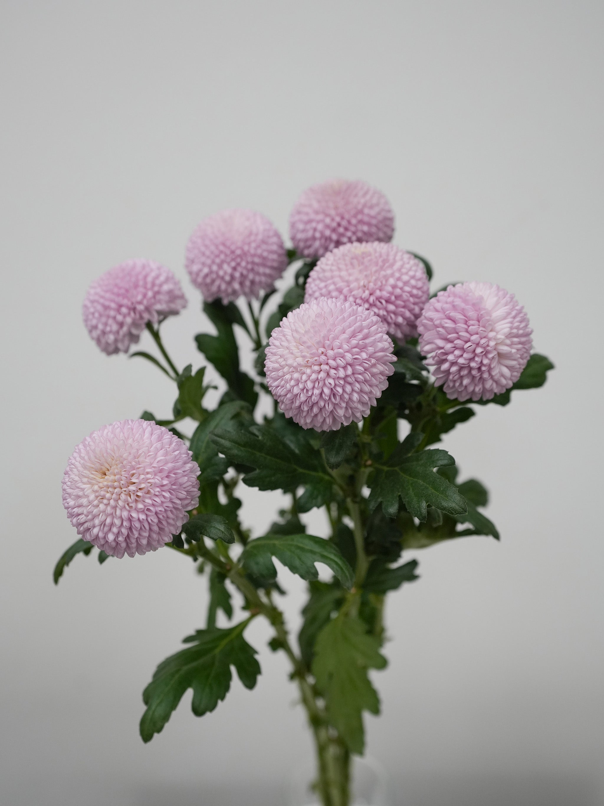 Pom Pom Daisy - Pink
