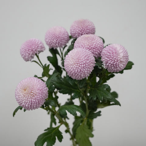 Pom Pom Daisy - Pink