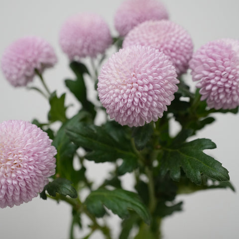 Pom Pom Daisy - Pink