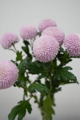 Pom Pom Daisy - Pink