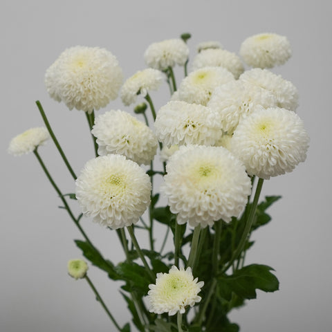 Pom Pom Daisy - White