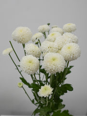 Pom Pom Daisy - White