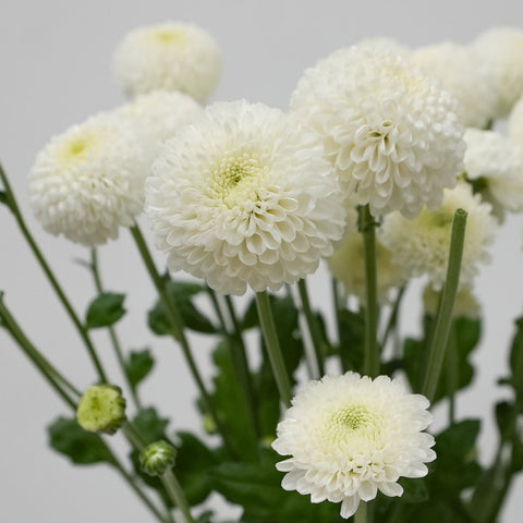 Pom Pom Daisy - White