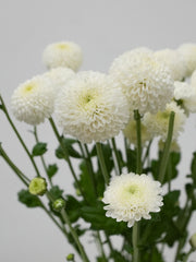 Pom Pom Daisy - White