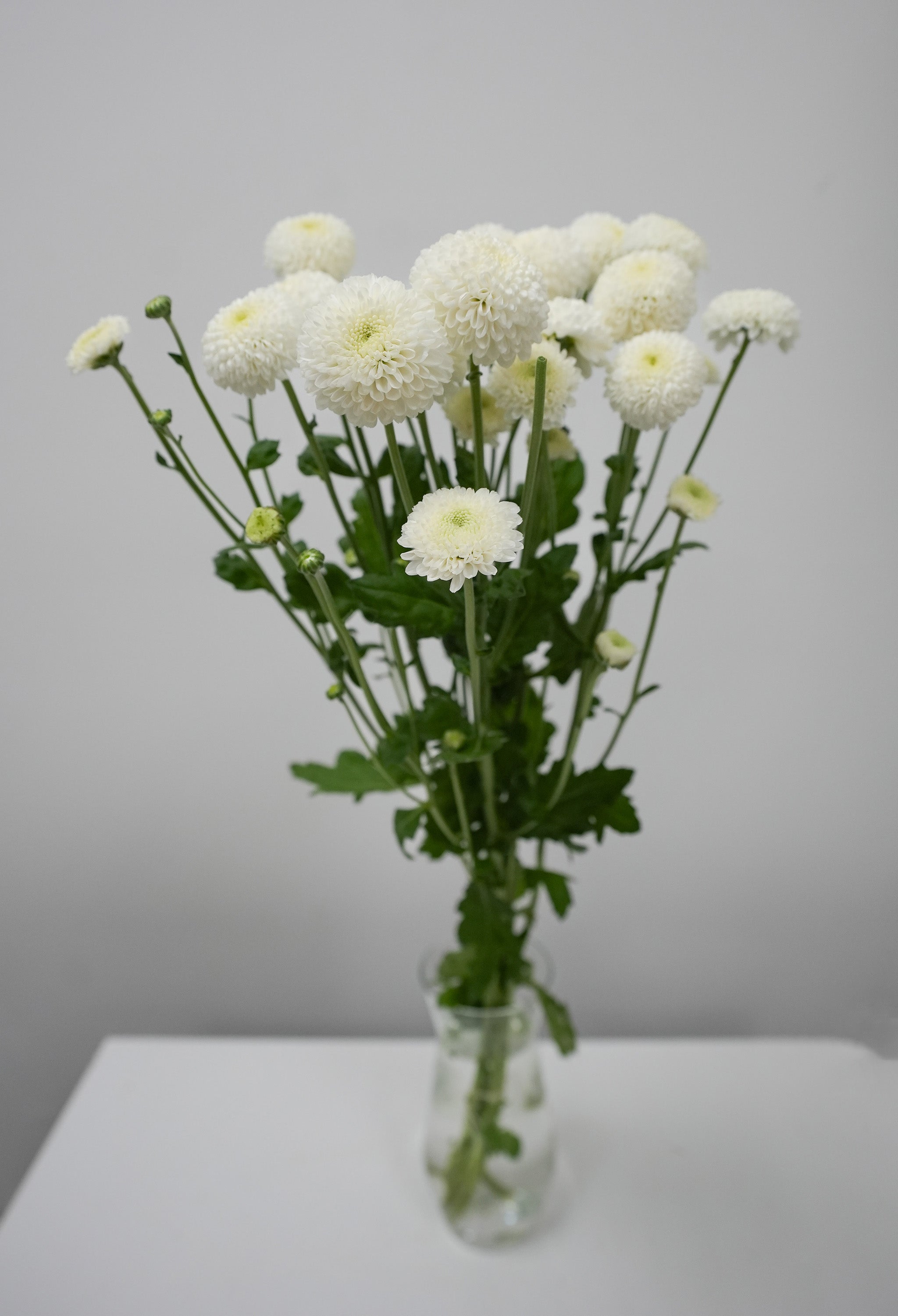 Pom Pom Daisy - White