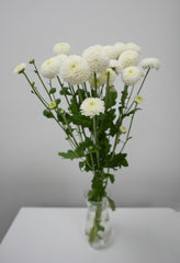 Pom Pom Daisy - White