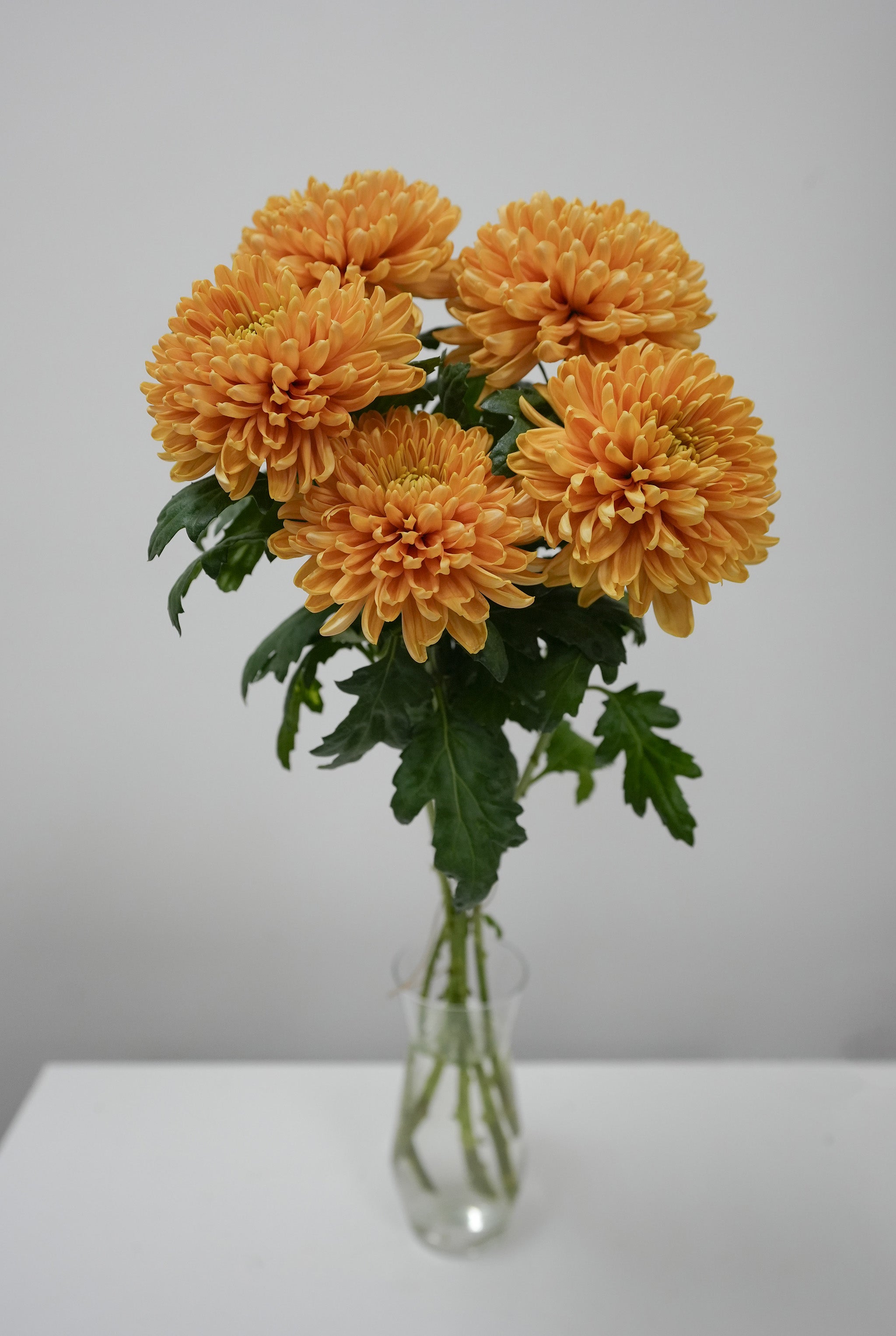 Midium Chrysanthemum