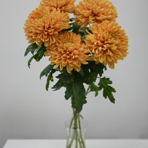 Midium Chrysanthemum