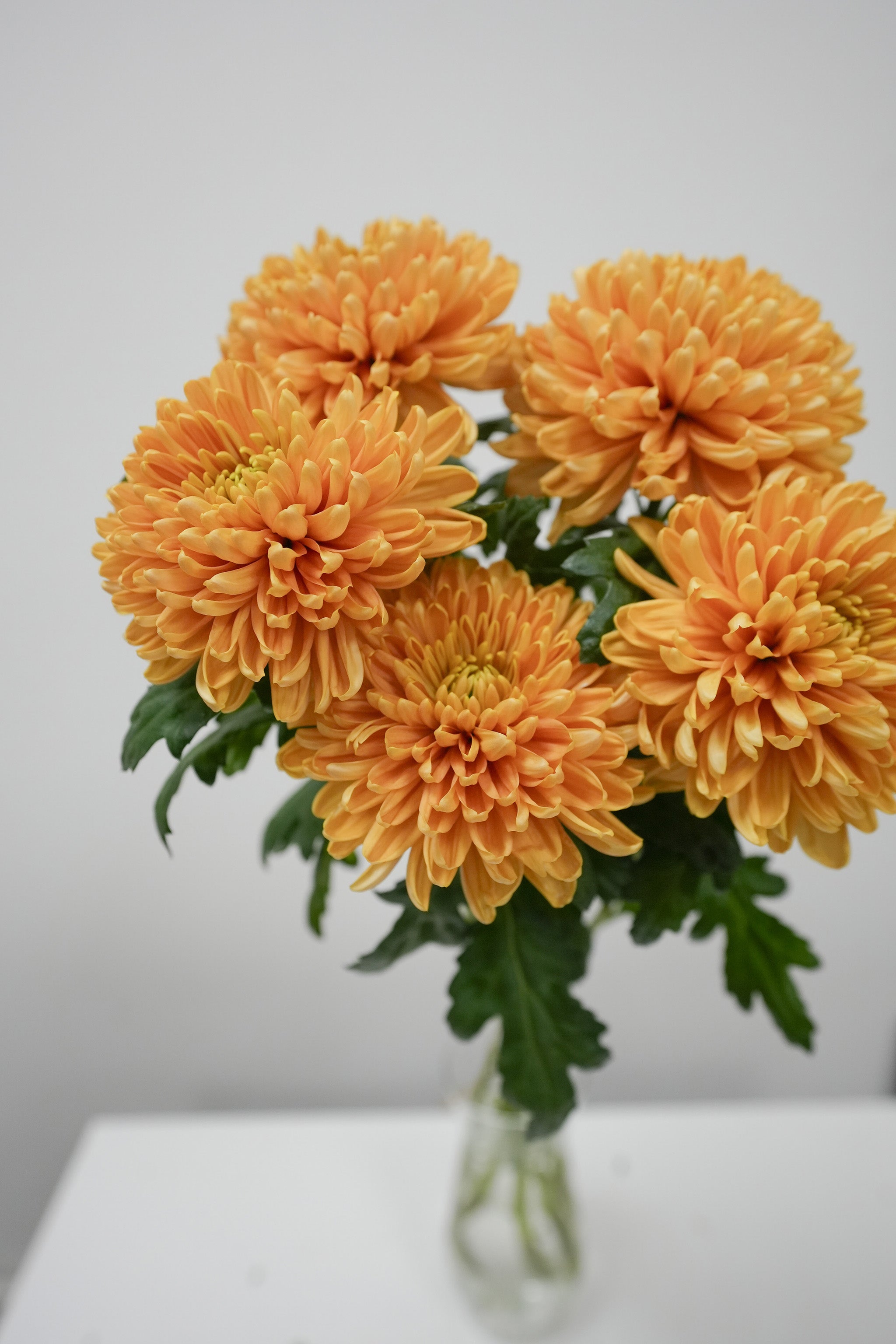 Midium Chrysanthemum
