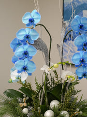 Blue Bell Orchid