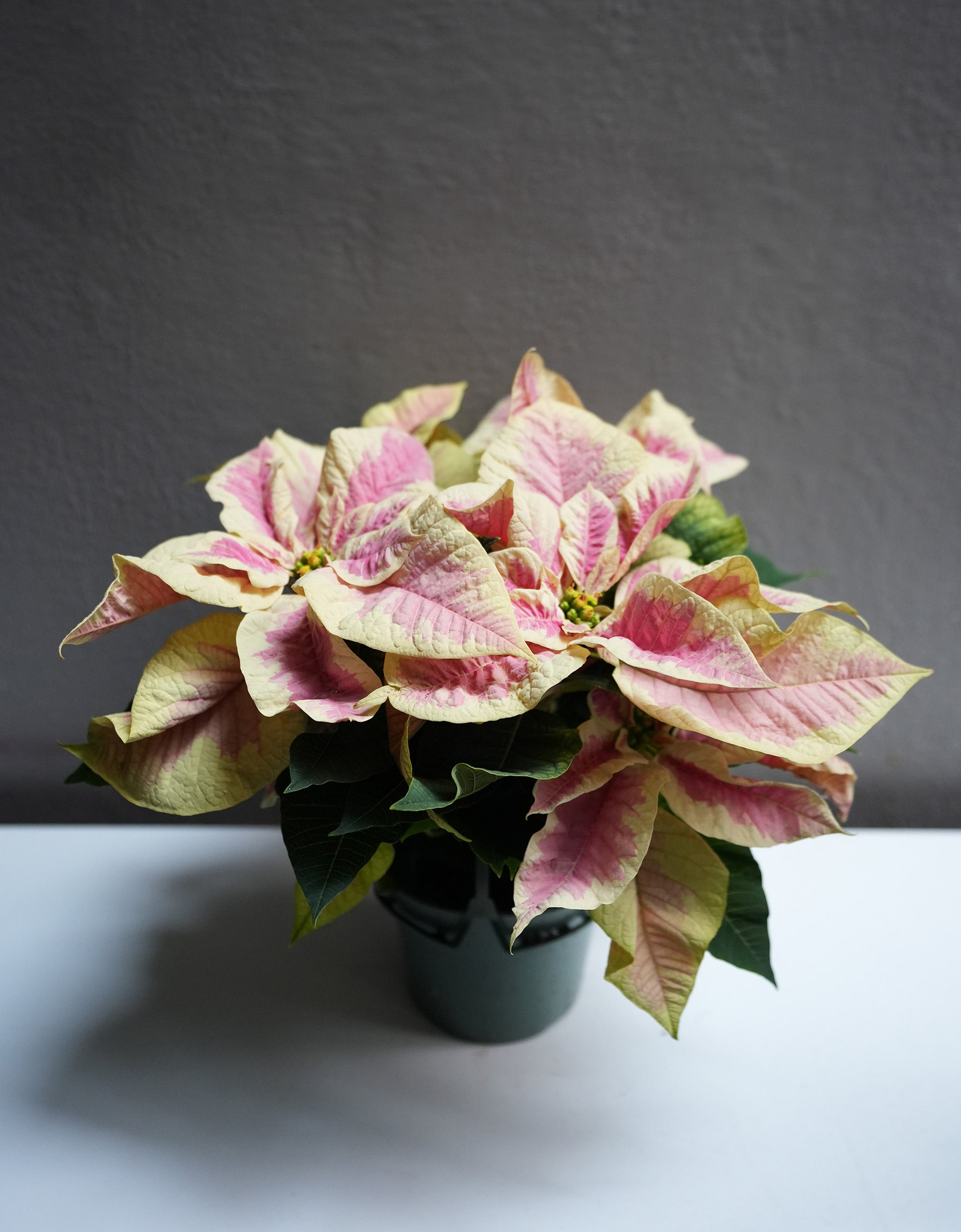 Marble Poinsettia 6