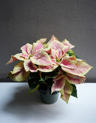 Marble Poinsettia 6
