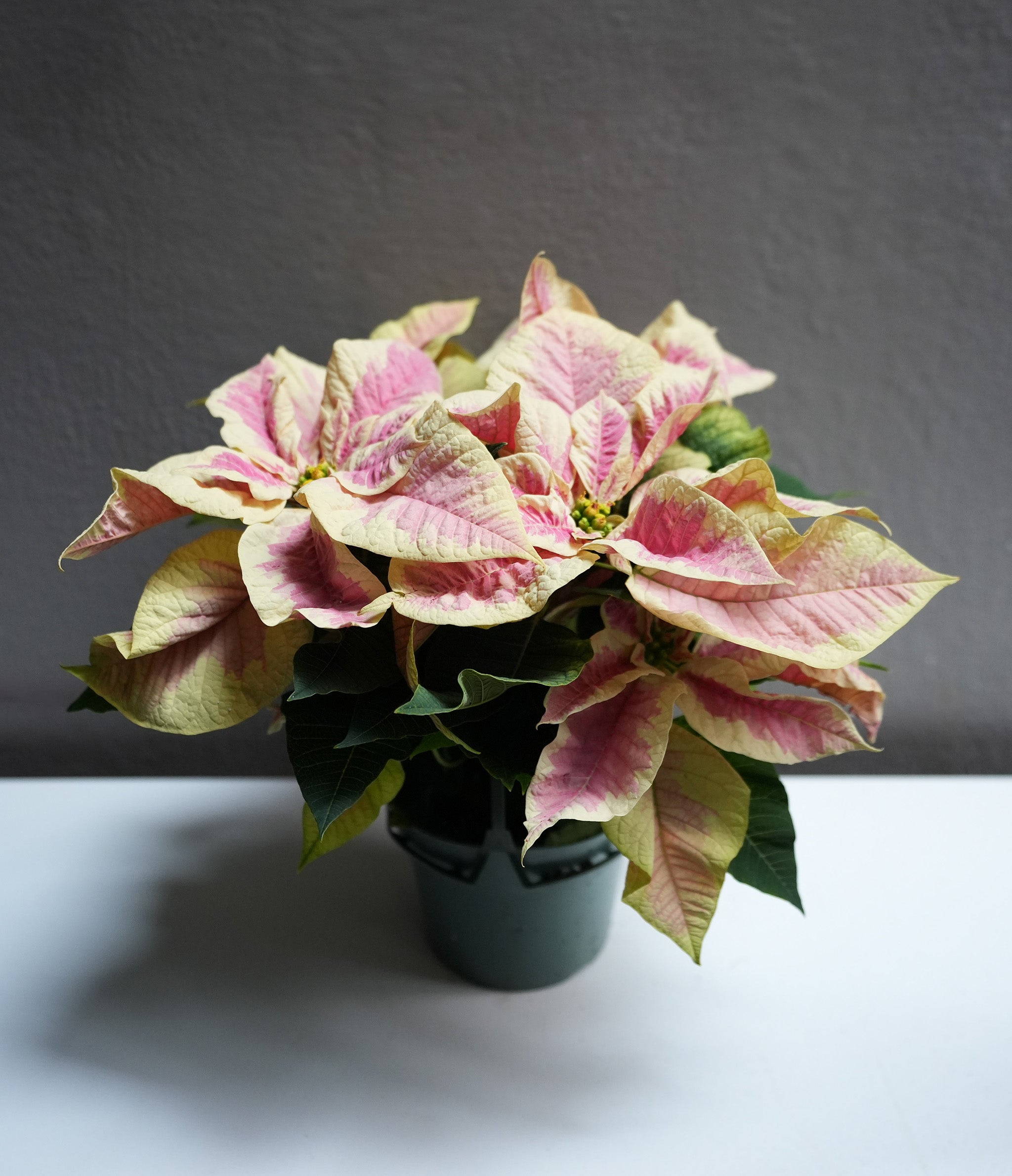 Marble Poinsettia 6