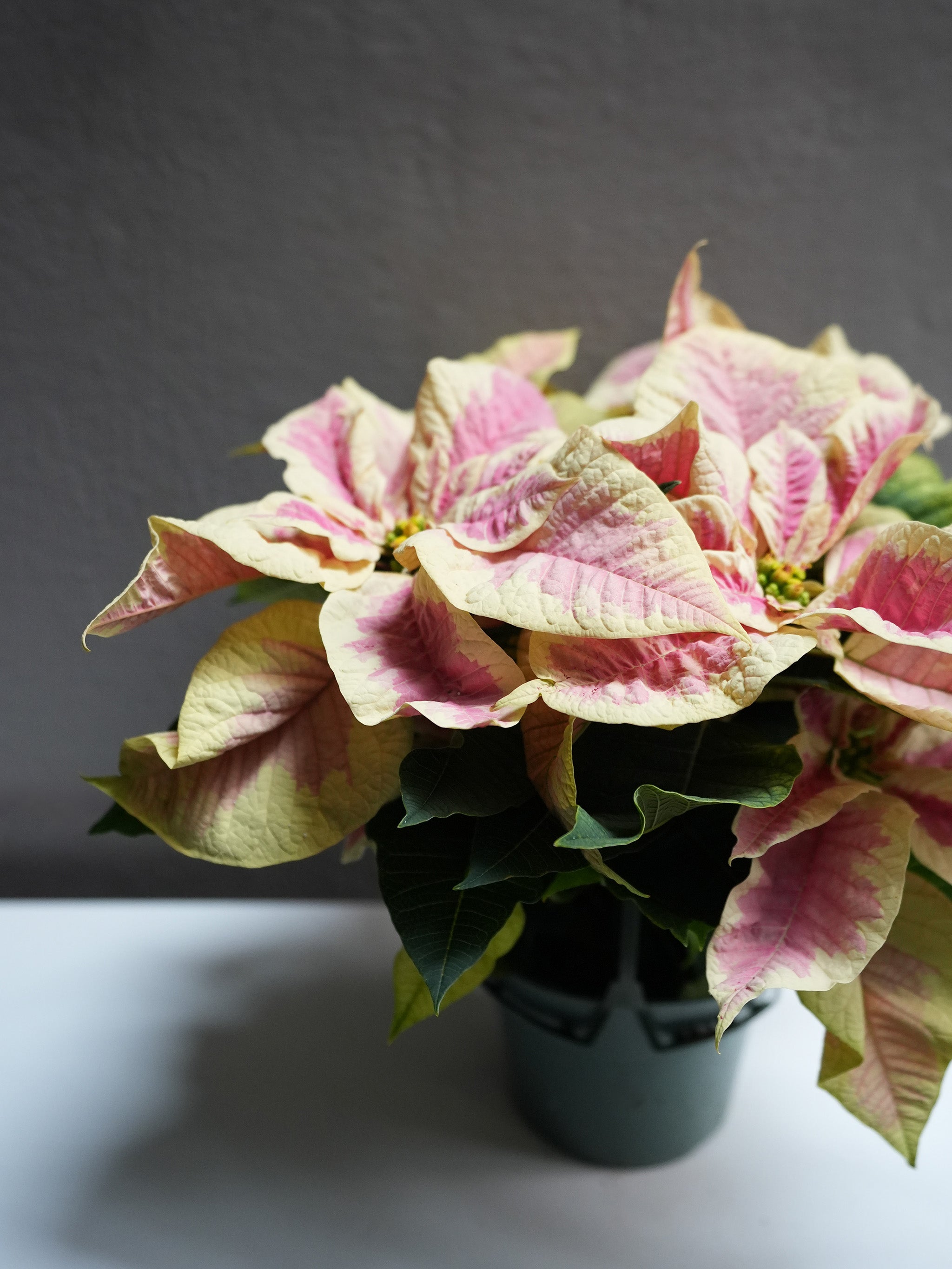 Marble Poinsettia 6