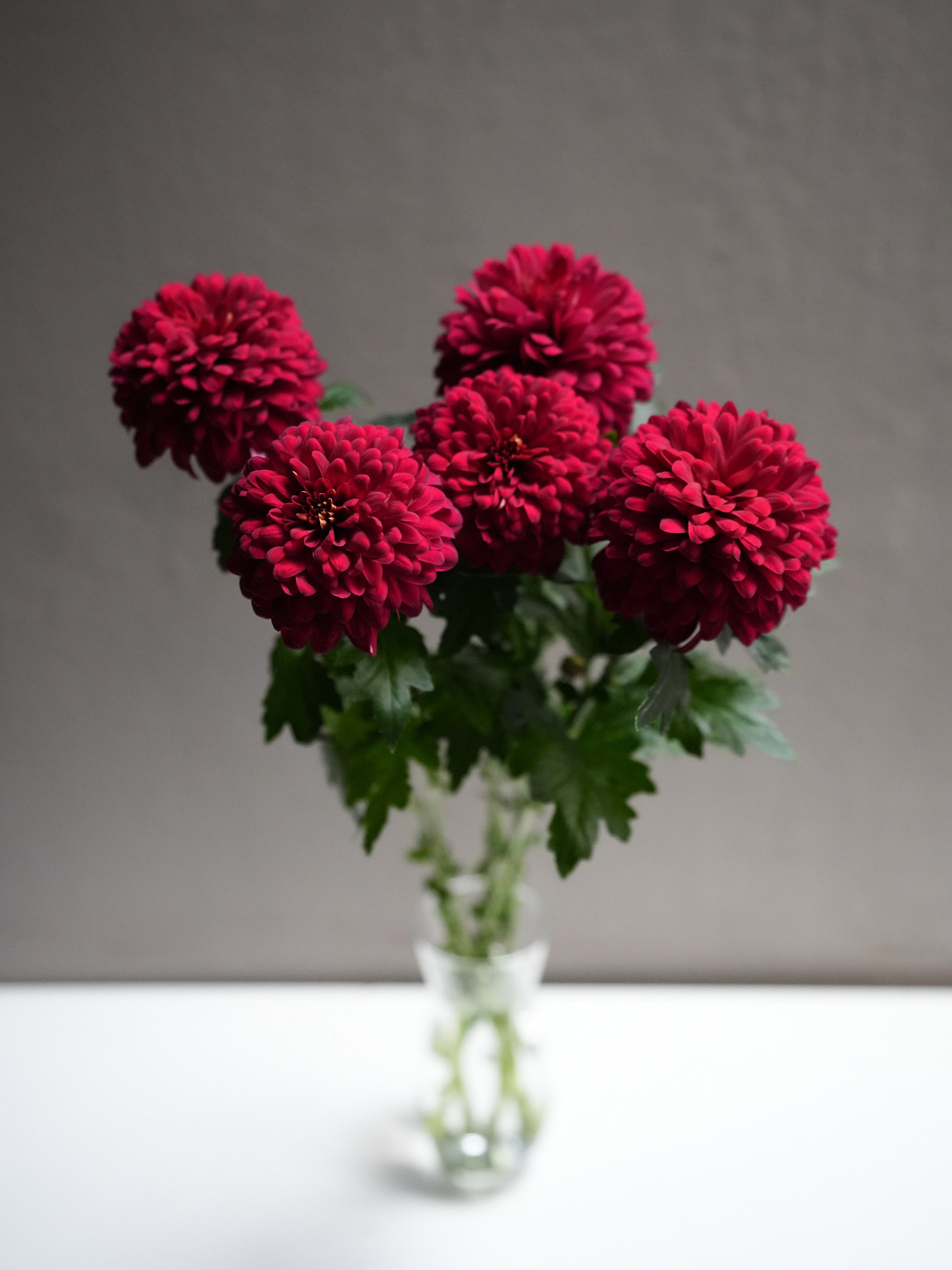 Midium Chrysanthemum