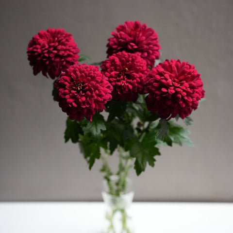 Midium Chrysanthemum