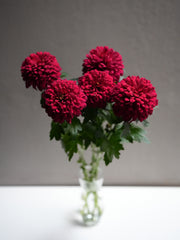 Midium Chrysanthemum
