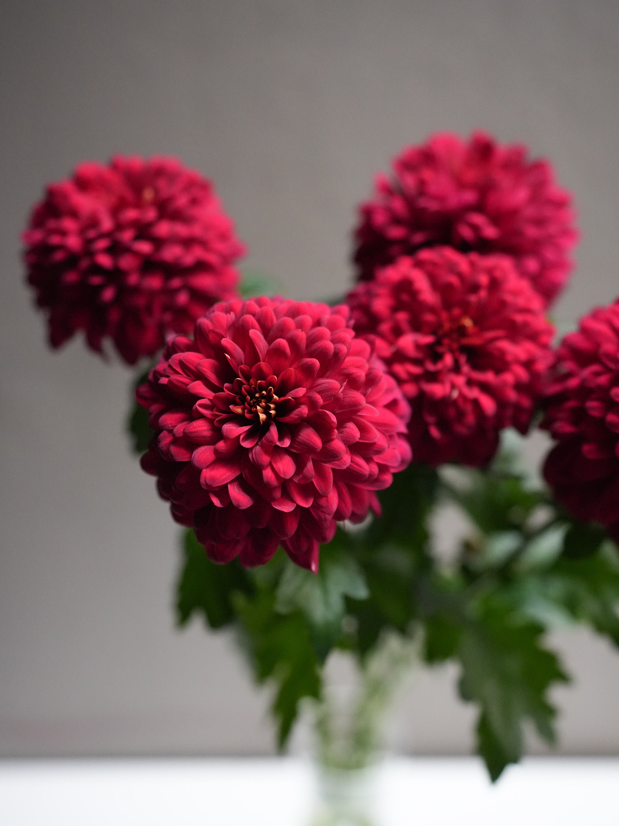 Midium Chrysanthemum