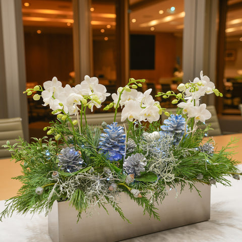 Northern Lights Orchid