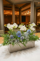 Northern Lights Orchid