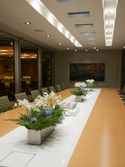 Northern Lights Orchid