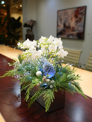 Northern Lights Orchid