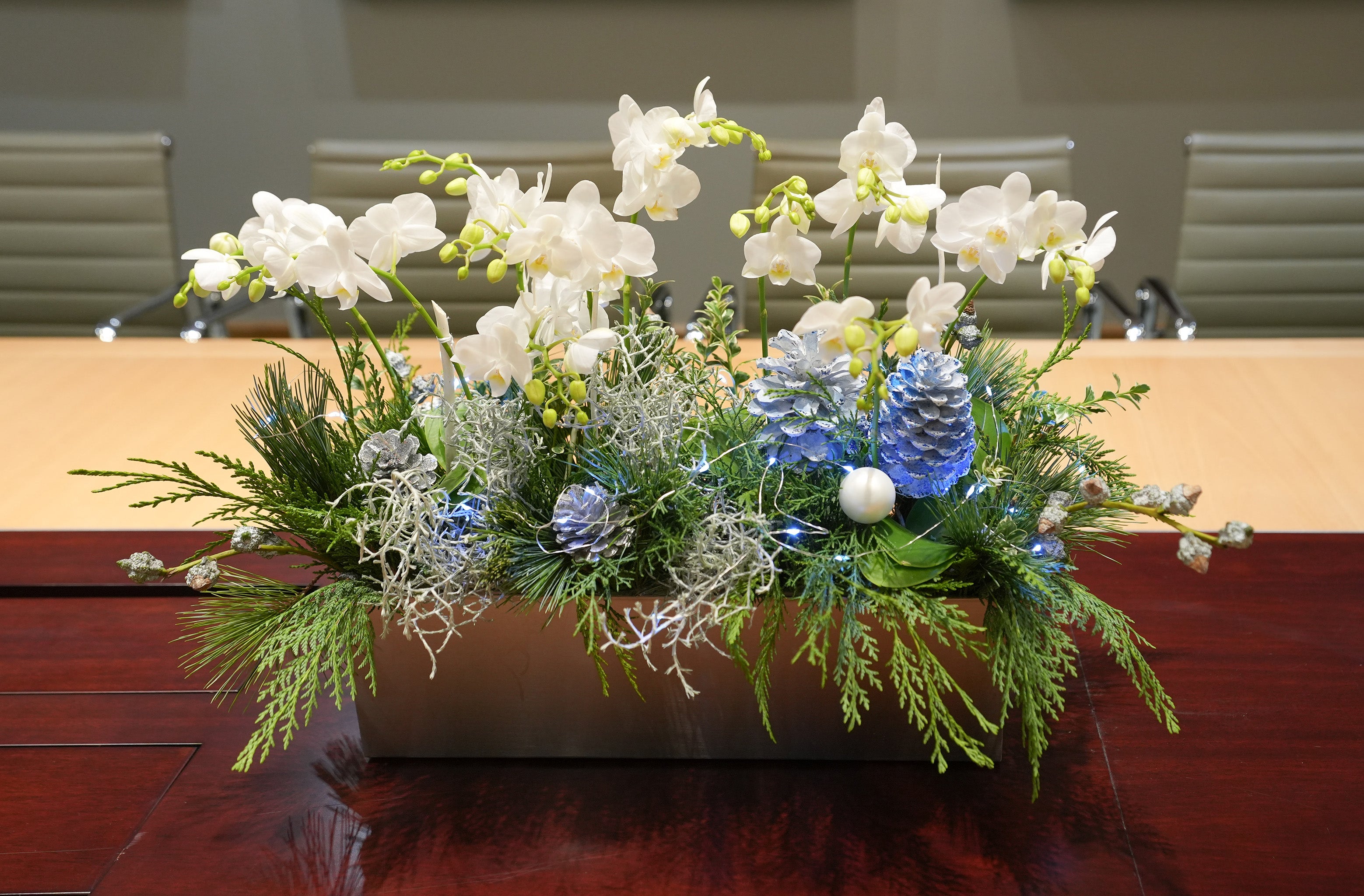 Northern Lights Orchid