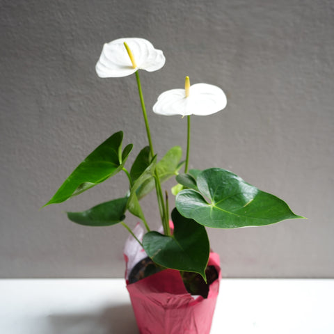 Anthurium white 6