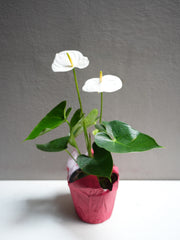 Anthurium white 6