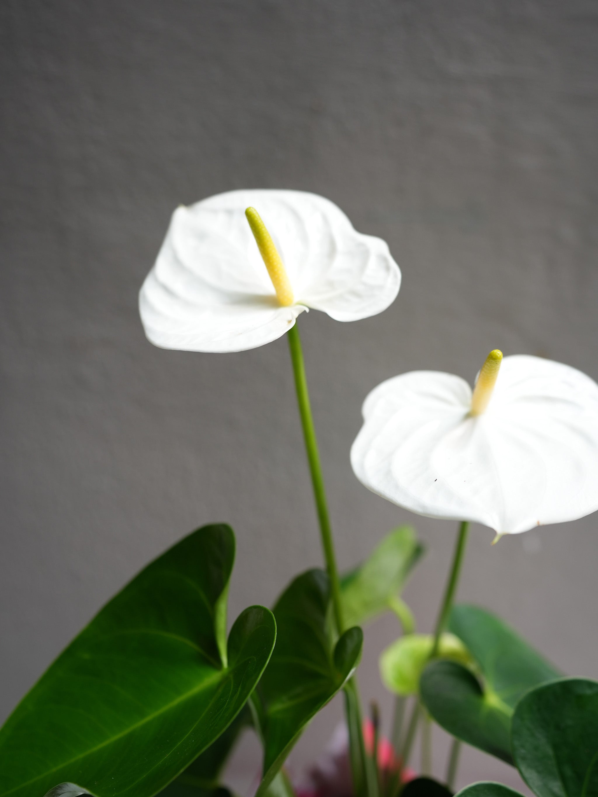 Anthurium white 6