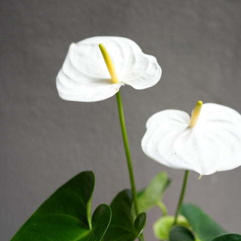 Anthurium white 6
