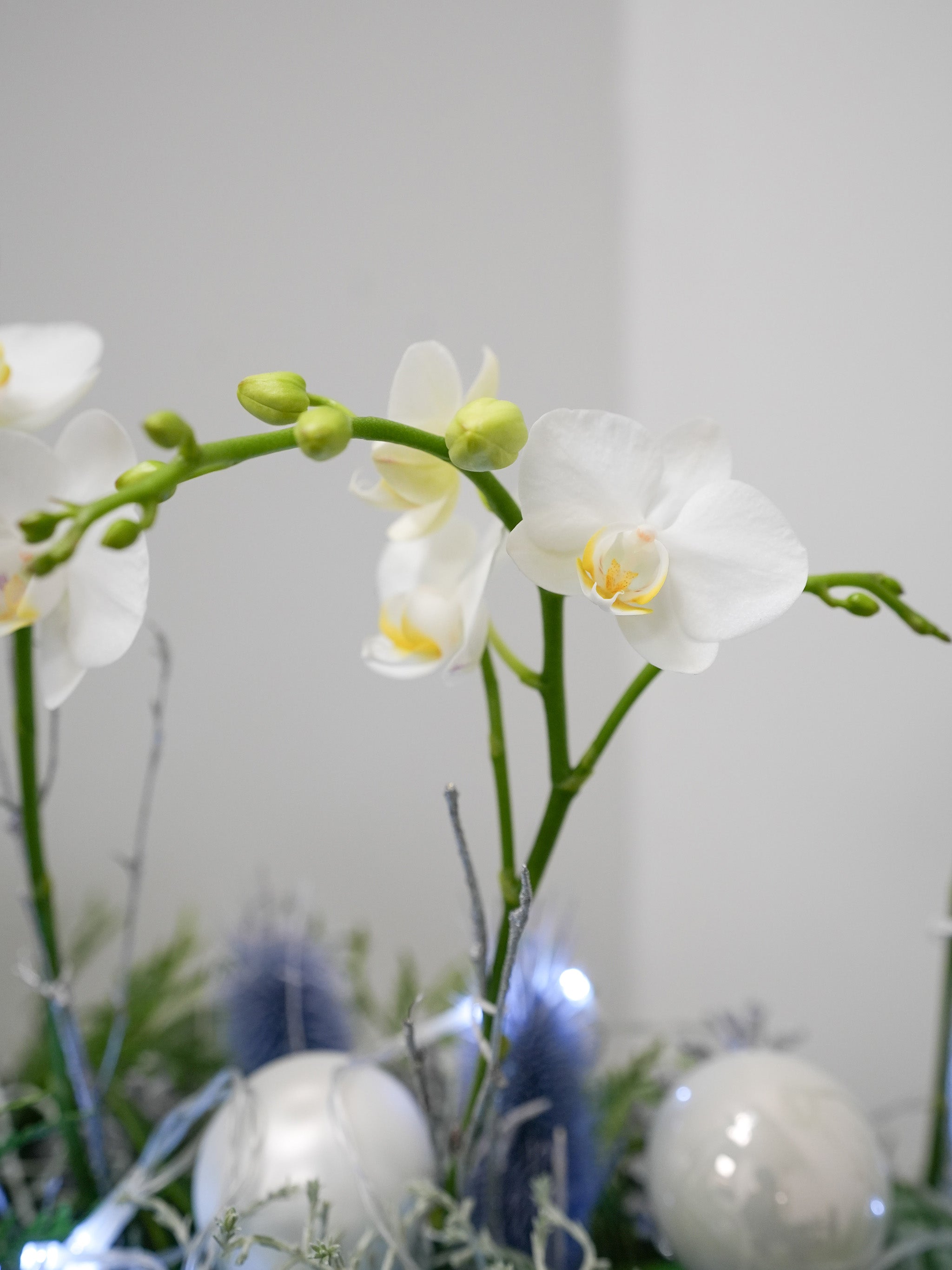 Snowfall Orchid