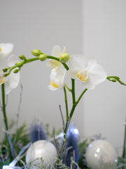 Snowfall Orchid