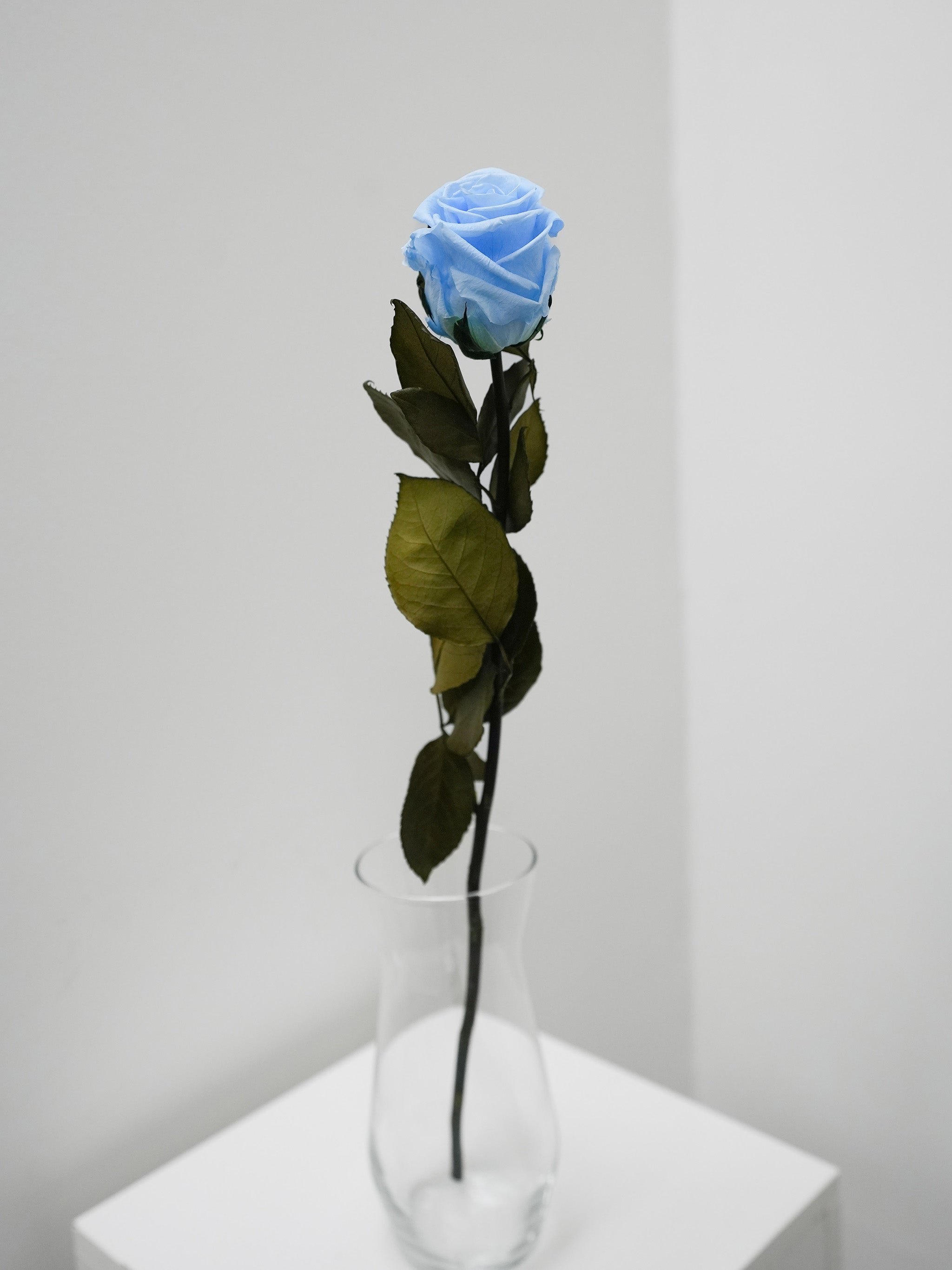 Single Preserved Rose
