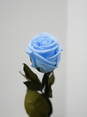Single Preserved Rose