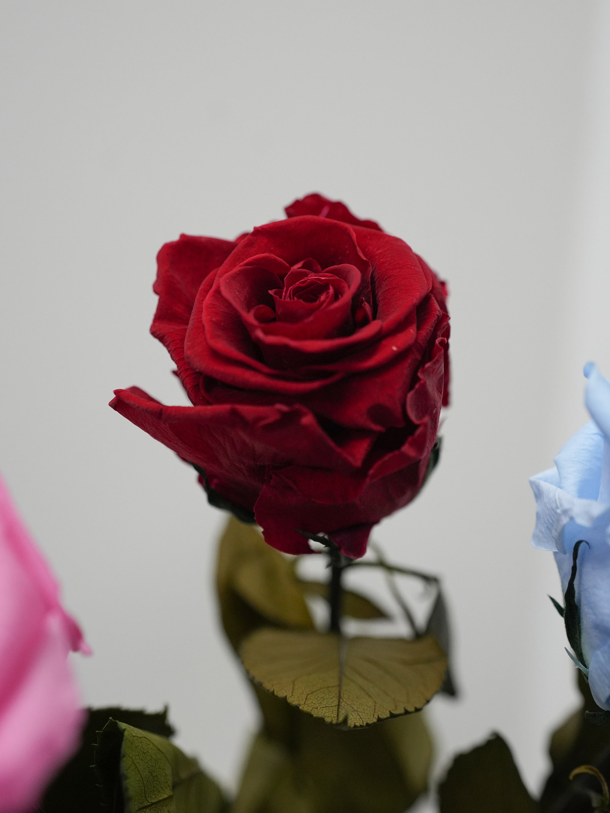 Single Preserved Rose