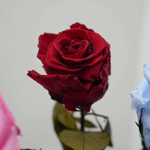 Single Preserved Rose