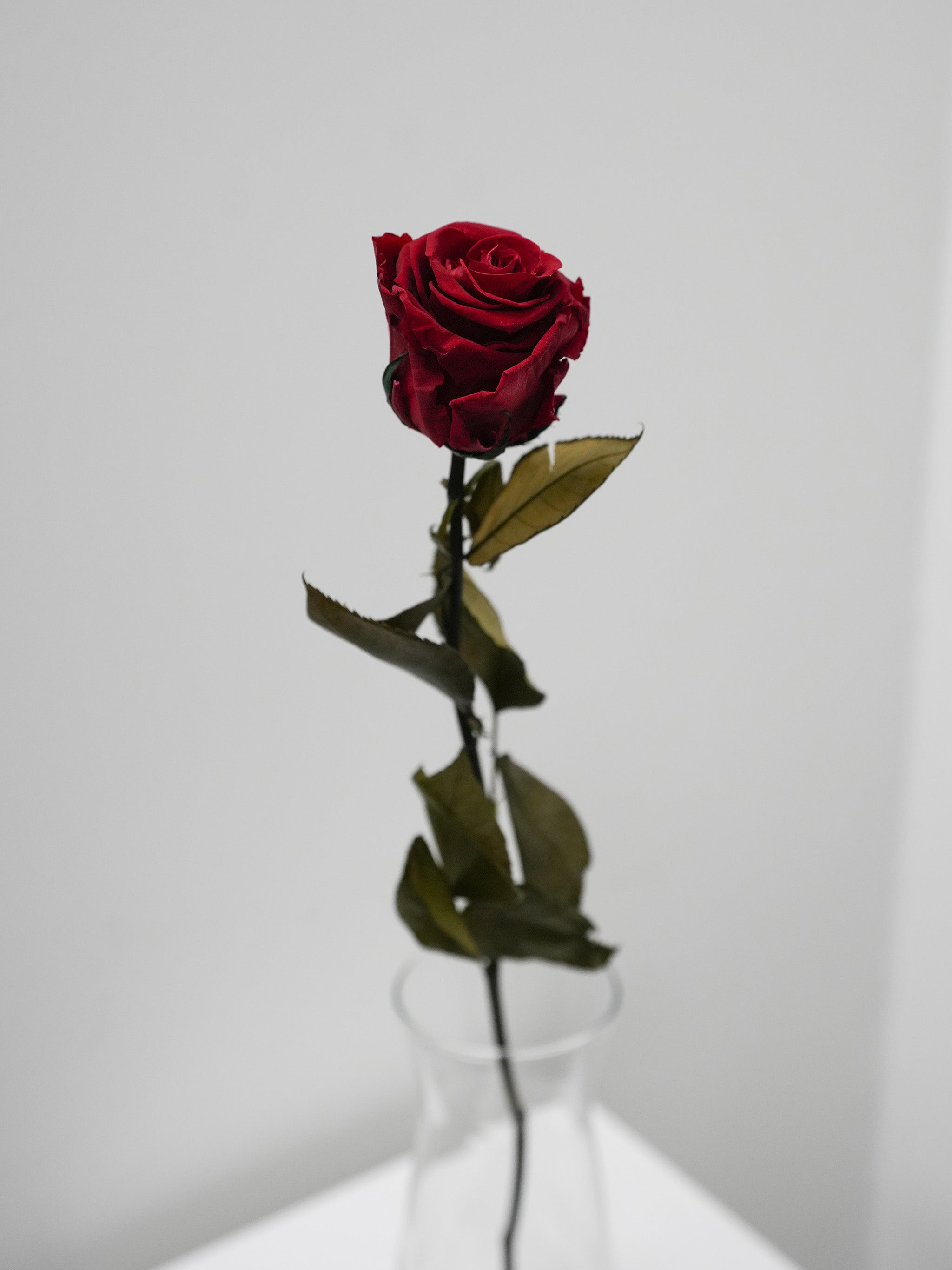 Single Preserved Rose