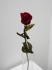Single Preserved Rose