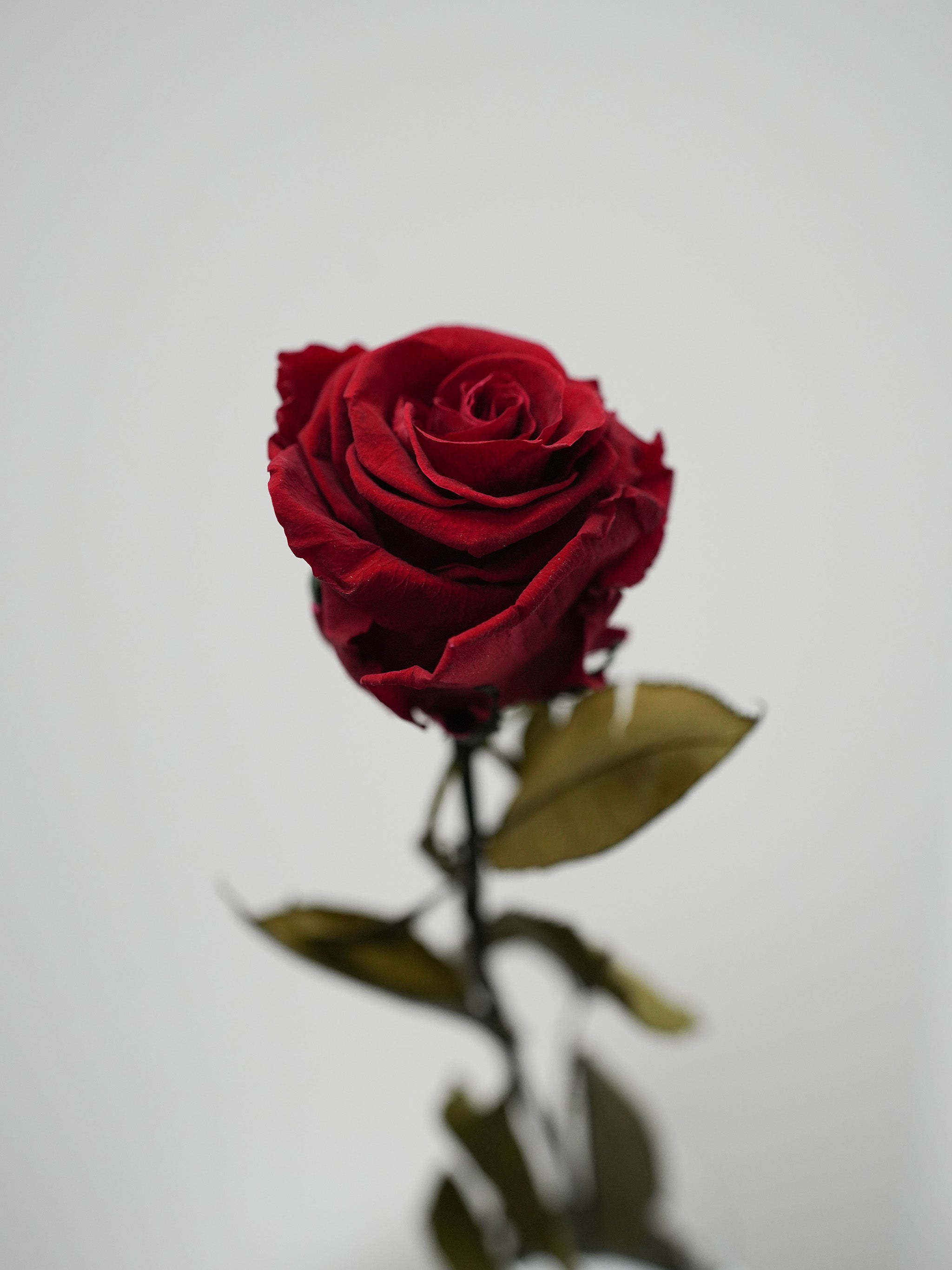 Single Preserved Rose
