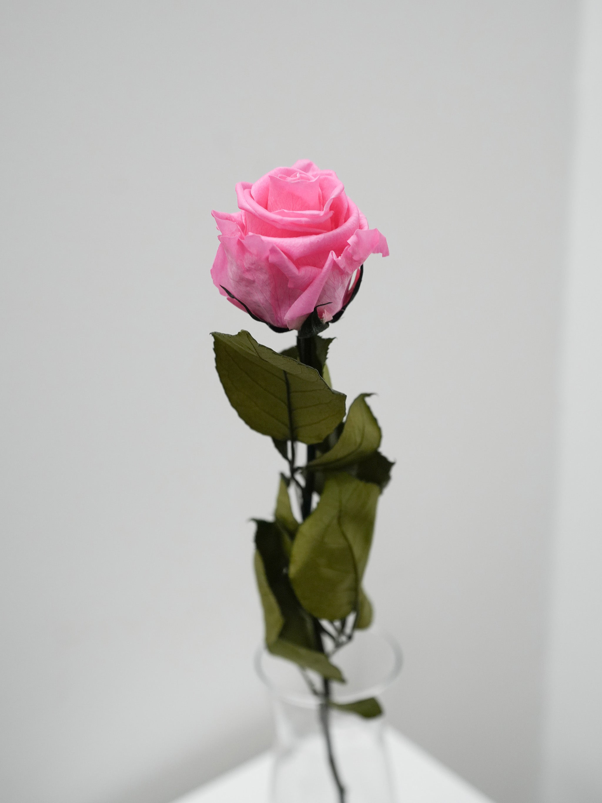 Single Preserved Rose